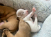 Rare colour Jack Russell Pups DNA Health Clear Stud