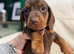 4 gorgeous miniature dachshund puppies