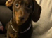 Chocolate and tan miniature dachshund boy for stud