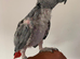 Tame African grey parrot
