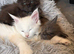 Council licensed TICA registered Maine Coon kittens