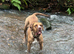 3/4 presa canario 1/4 Dogue de Bordeaux