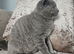 British blue shorthairs LAST MALE LEFT PRICE REDUCED