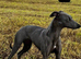 Whippet puppy&rsquo;s