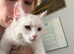 White cat