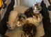 Mixed litter of kittens
