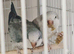 I have a bonded proven pair of Quaker parrot