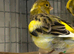 2 Male Fife Canary's