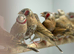 Cut throat finch