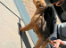 Lakeland dog looking for home