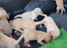 Fox red and golden puppies