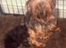 Beautiful F1 yorkiepoo READY NOW