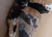7 health gorgeous bsh Cross kittens ready 29th August open to offers