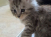 Pedigree TICA Registered Maine Coon Kittens