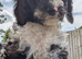 Cockapoo pups 2 left