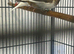 Bengalese finches