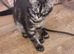 Urgently need rehoming Mixed Norwegian Forrest Kittens x bengal