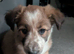 Border collie puppy