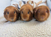 In search of experienced guinea pig person for home visit holiday feeding