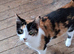 Female cat