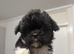 Shih Tzu cross puppies