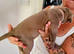 Presa Canario x bully/ staffing mix