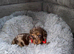 Miniature Dachshund Puppies for Sale