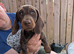Mixture of dachshund puppies for sale
