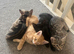 Black female kitten ready for collection