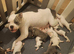 Chunky American Bulldog x English Bulldog x Staffy Puppies