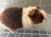 2 bonded pure bred teddy boars