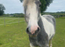5 year old Cob x mare