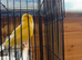 Gloster canary’s
