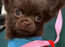 Chocolate chihuahua