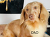 KC PRA clear long haired mini dachshund puppies