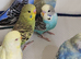 Budgies 2 months old
