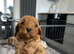 Cavapoo puppies