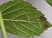 Vietnamese Stick Insect Nymphs