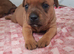 Red Staffy Pups