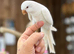 Quaker parrot