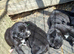 4 lab x border collie pups