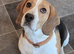 Boy beagle puppy