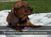 4 little dark red dachshund pups ready too leave