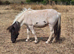 Standard shetland type