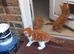 4 very beautiful, cute adorable kittens for sale