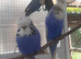 Young lovebirds