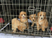 Cavapoo puppies