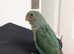 LOVE BIRD BABY FOR SALE