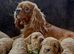 One Adorable miniature F1 red Cavapoo male