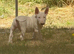 Ready to go go (male) bull terrier